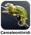 Camaleontinidi